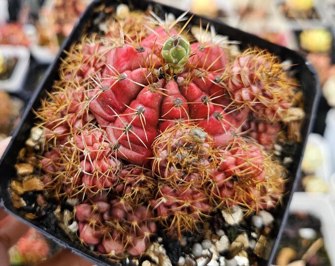 Matured Cacti With Offsets - Etsy Australia