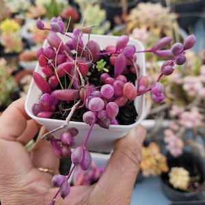 May include: A small white square plastic pot containing a trailing succulent plant with vibrant purple, teardrop-shaped leaves. The plant features multiple stems extending over the edges of the container, with dark soil visible around the base of the plant.