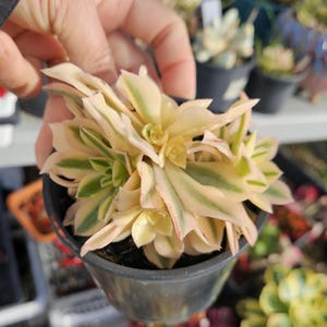 May include: A variegated succulent plant with pointed, fleshy leaves in shades of creamy yellow, pale green, and soft pink, arranged in a dense rosette pattern and potted in a small, dark grey plastic container with visible soil.
