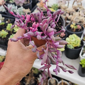 Othonna Capensis 'Ruby Necklace' variegated