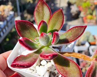 Echeveria Harmsii 'Ruby Slippers'