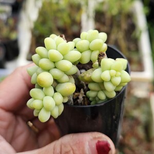 Sedum morganianum