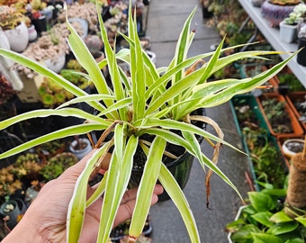 Spider Plant