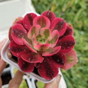 May include: A succulent plant with a rosette of thick, fleshy leaves featuring a variegated pattern of deep burgundy, bright pink, and light green. The leaves are arranged in a dense, circular formation with visible water droplets on the surface.