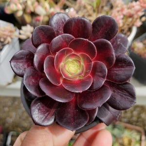 Aeonium Kilimanjaru