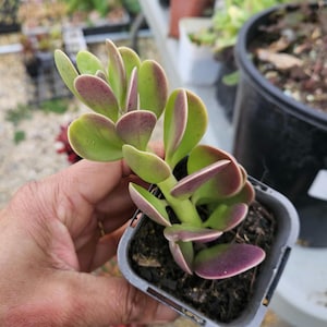 May include: A succulent plant with thick, rounded, light green leaves featuring reddish-purple edges. The plant is potted in a small, square, dark grey plastic container filled with dark soil, showcasing a vertical growth pattern with multiple stems.