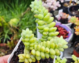 Sedum morganianum