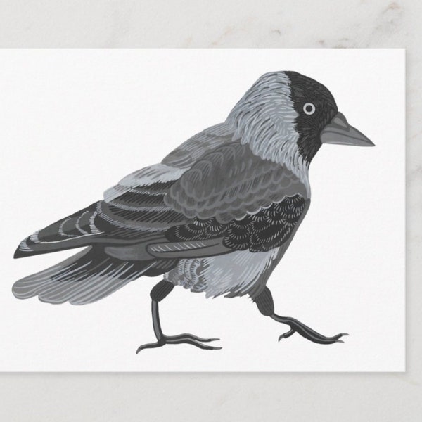 Wydruk pocztówki Jackdaw - sztuka kruka, malarstwo gwaszem z ptakami