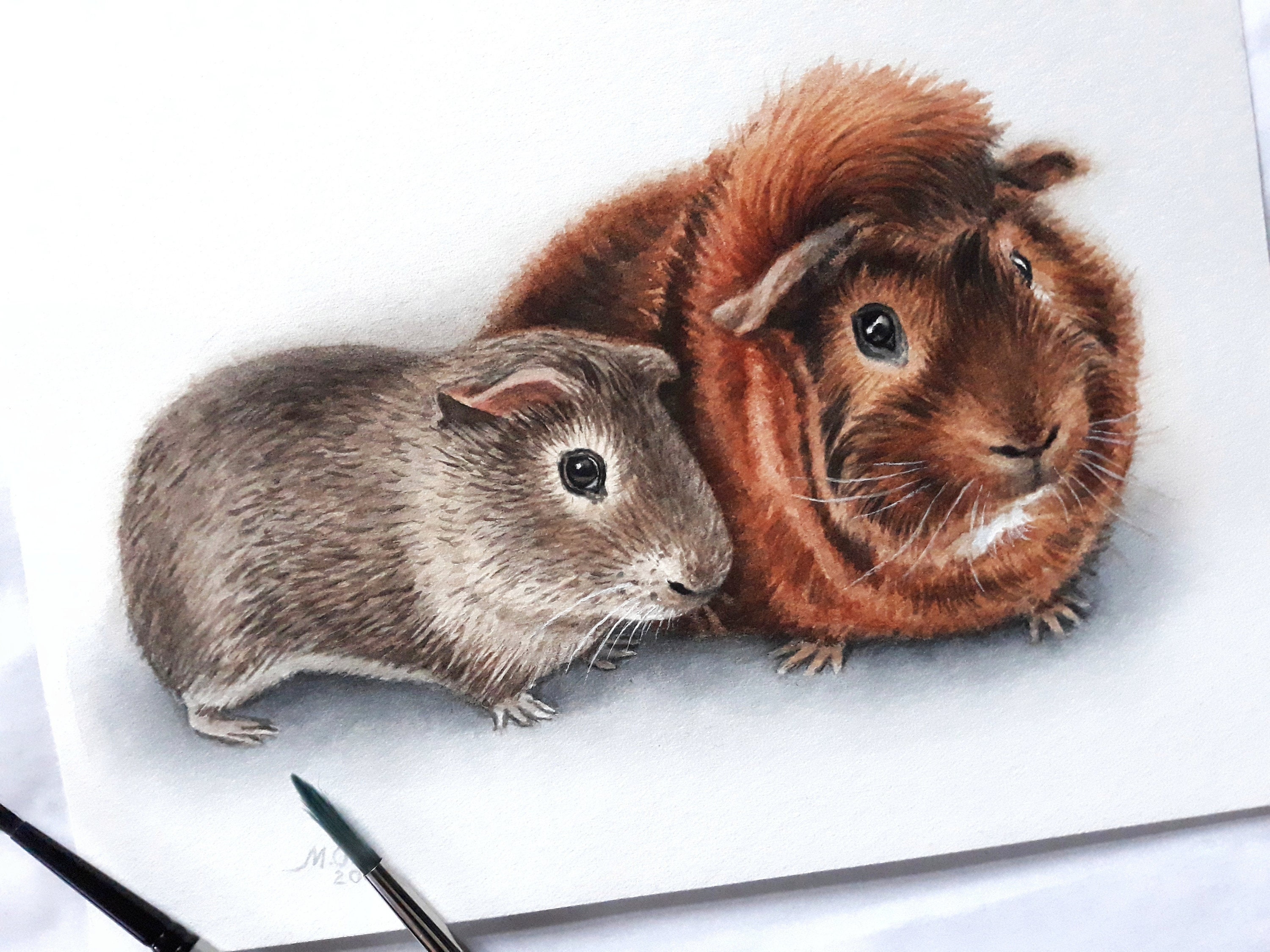 Comment Dessiner Un Cochon D inde Aquarelle de portrait de cochon dInde personnalisée peinture - Etsy Canada