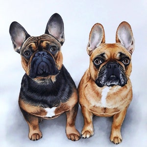 May include: Two French Bulldogs, one brown and black, the other brown, are sitting side-by-side and looking at the camera. They are both painted in a watercolor style.