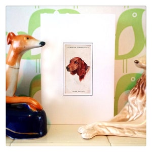 Ierse setter | Vintage hondenwenskaart