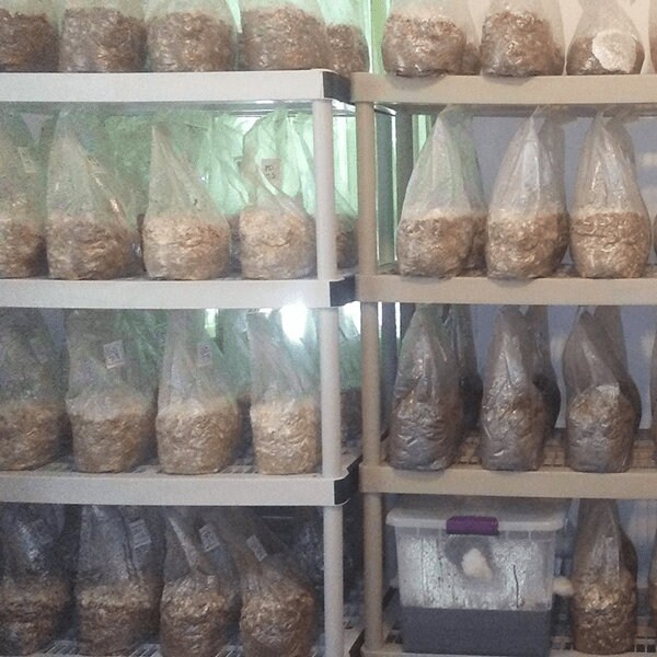 MycoGrowCo 7Lb Sterilized Organic Whole Oats Grain Spawn. Etsy