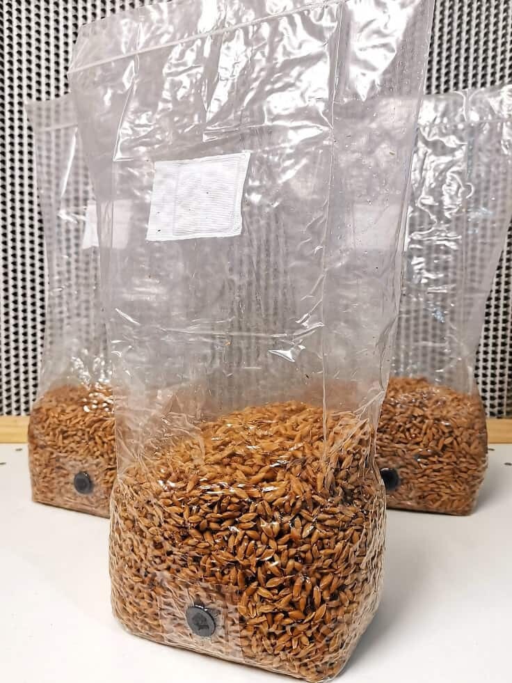 MycoGrowCo 7Lb Sterilized Organic Whole Oats Grain Spawn. Etsy