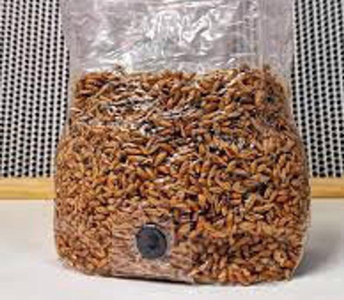 MycoGrowCo 5lb Grain Spawn Bags With Correct .2 Micron Filter Etsy