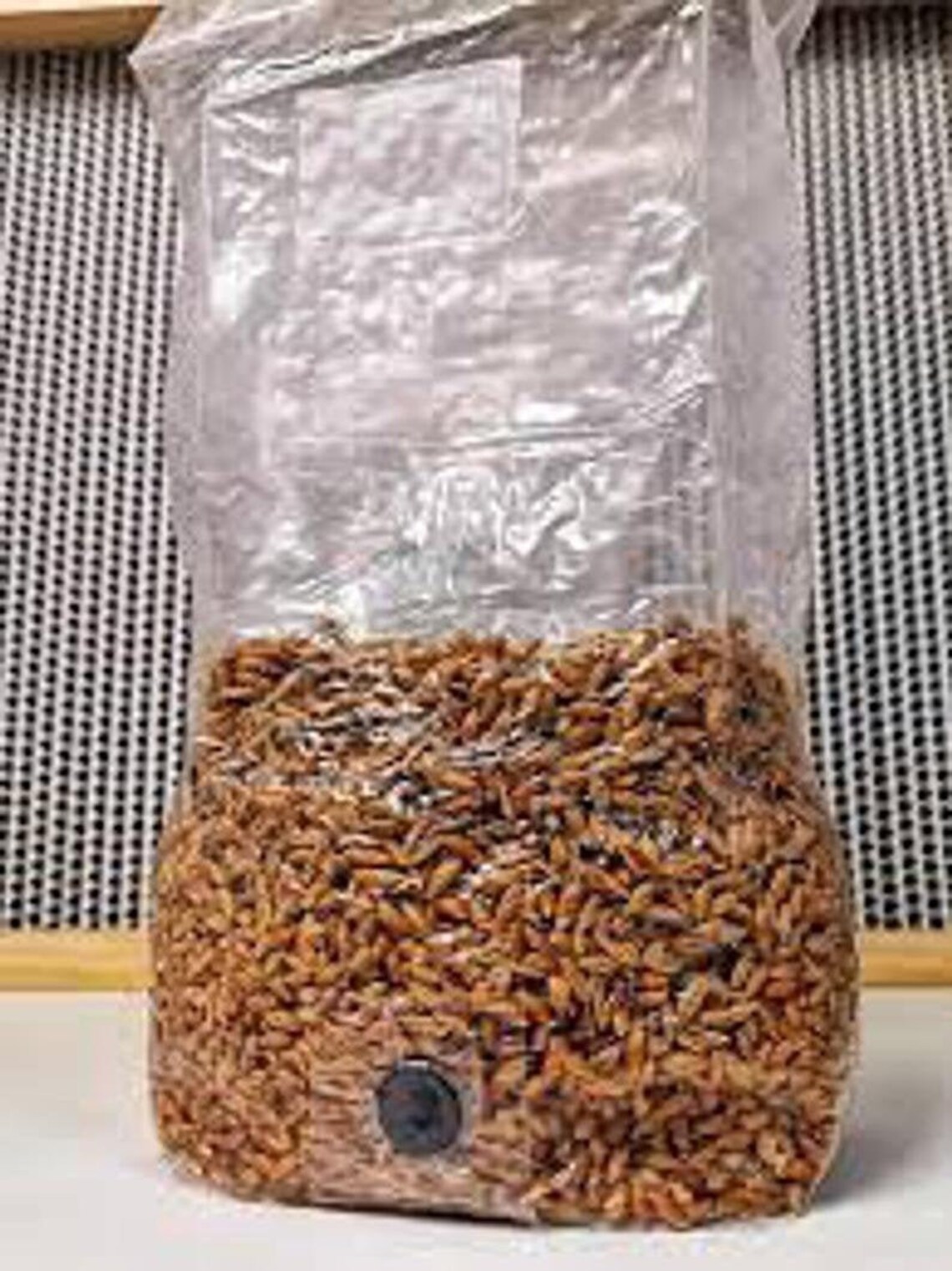 MycoGrowCo 7Lb Sterilized Organic Whole Oats Grain Spawn. Etsy