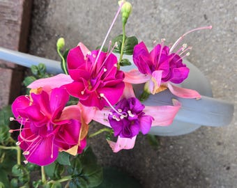 Fuchsia 'winston Churchill' | Hardy Fuchsia - Etsy