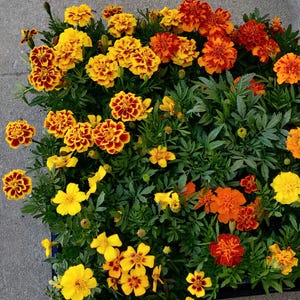 Marigold live Plant , No GMO,Strawberry blonde Marigolds, Antigua Yellow or orange, Fireball