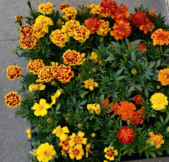 Marigold Live Plant, Orange & Yellow flowers.