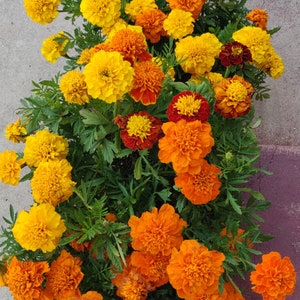 Marigold live Plant , No GMO