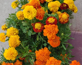 Marigold live Plant , No GMO,Strawberry blonde Marigolds, Antigua Yellow or orange, Fireball