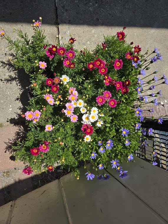 google plant care Garden Journal & Planner  Google Spreadsheet  Manjasheets