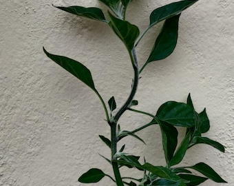 Black Cobra Pepper Plant Seedling