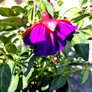 Fuchsia start plant, Blue eye