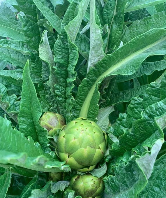 Green Globe Artichoke Live Plant ,no GMO . - Etsy