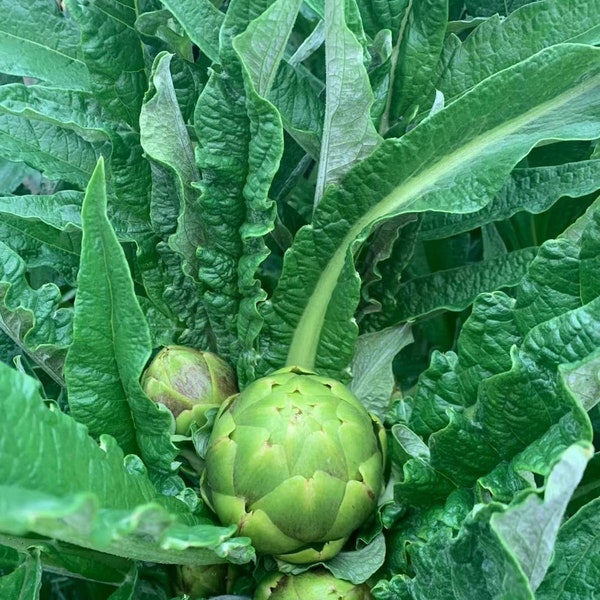 Green Globe Artichoke start live Plant ,No GMO .