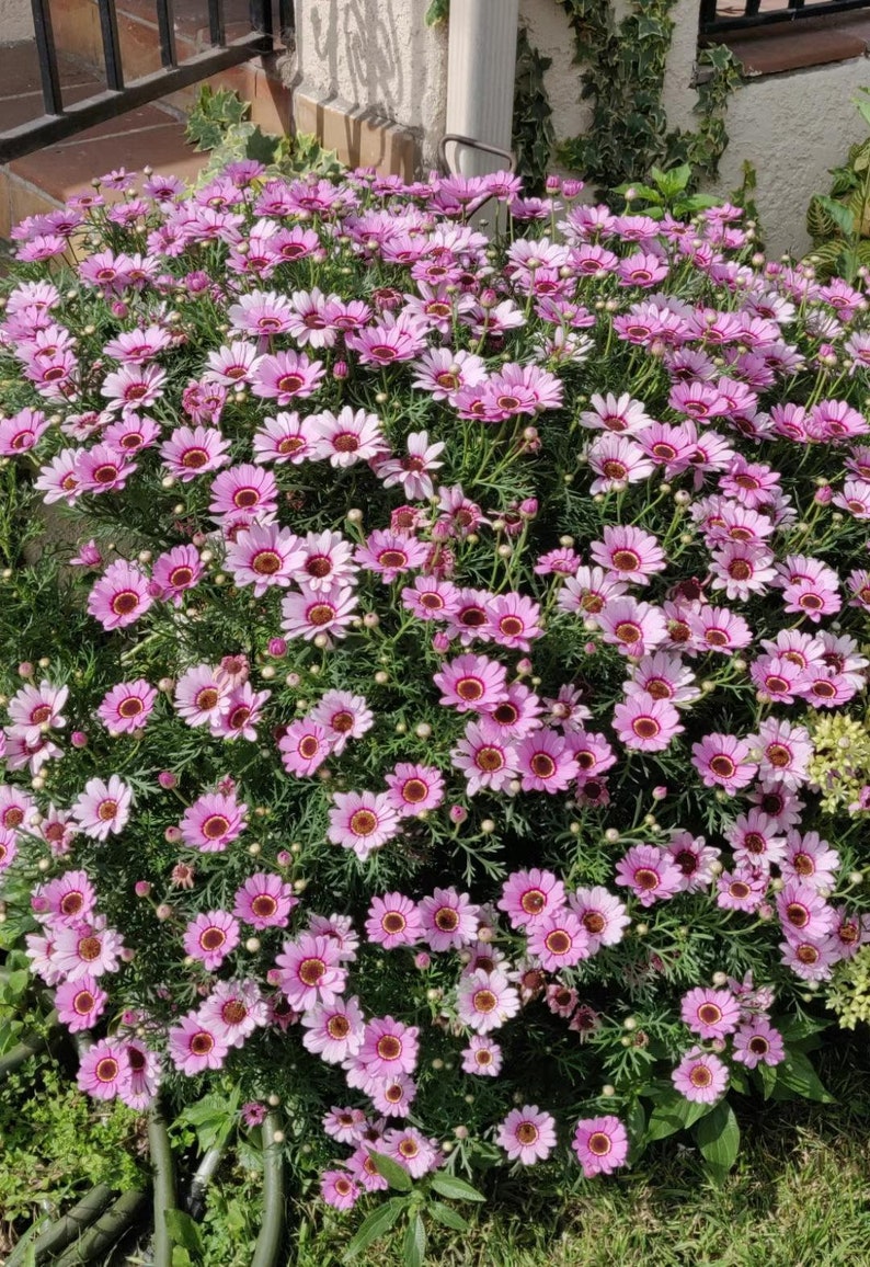 BeeBeebyLee Marguerite Daisy Plant