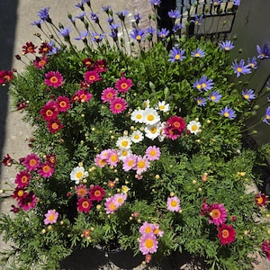 Marguerite Daisy Live Plant:Comet Red, Argyranthemum (4&quot; Pot, Ships Without Pot)