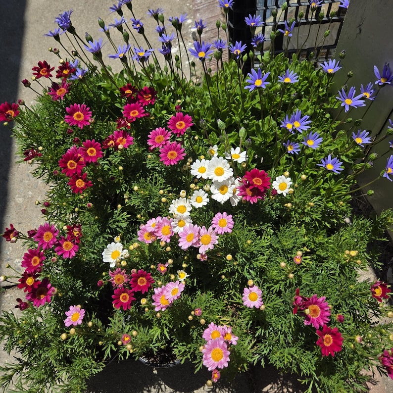 BeeBeebyLee Marguerite Daisy - Thumbnail 3