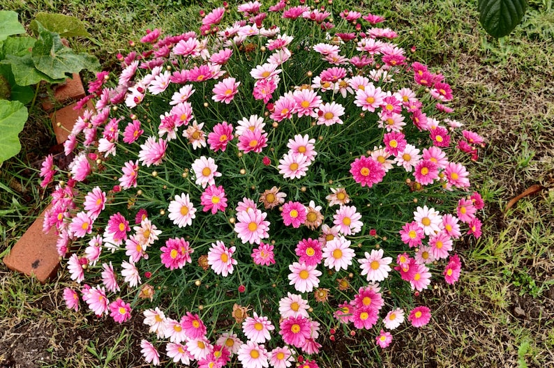 BeeBeebyLee Marguerite Daisy - Thumbnail 4