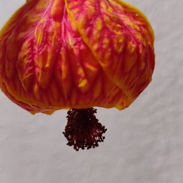 Chinese Lanterns Etsy