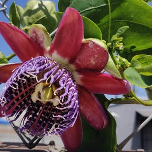 Ruby Glow Passion Flower Plant, Passiflora Alata, Sweet Passion Fruit tree