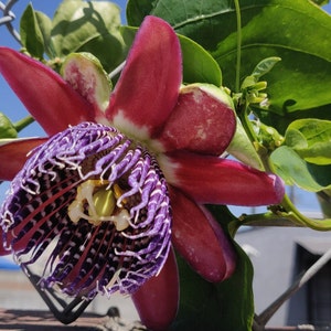 RARE Passiflora alata plant, Ruby Glow Passion fruit tree, free shipping