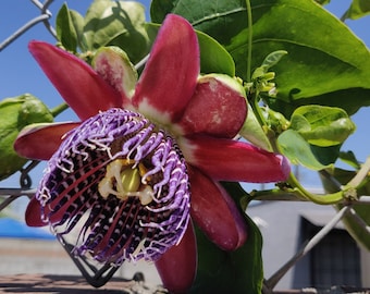 RARE Passiflora alata plant, Ruby Glow Passion fruit, free shipping.