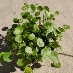 Copper Coin Pennywort Plant: Easy Grow Hydrocotyle Vulgaris