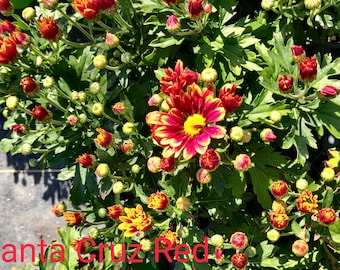 Red Mum start plant 4&quot; Pot