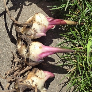 May include: Close-up of three white and pink bulbs with roots and dirt, lying on a gray surface next to green grass. The bulbs have a pointed, pink tip.