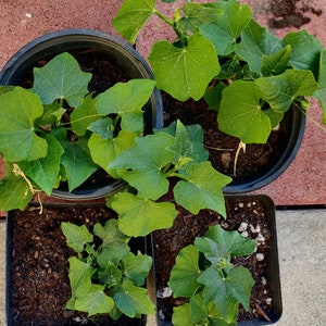 Chayote live  plant, spike skin Variety. Mirliton, or Pear Squash, Healthy food
