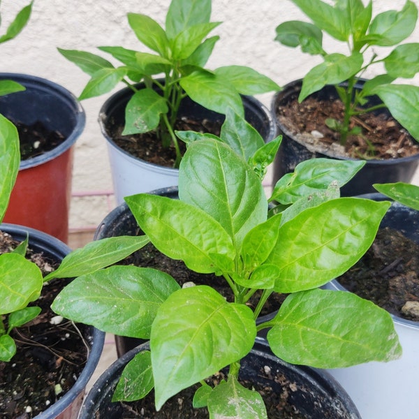 Bell pepper or Chili seedlings , live planplant 2-4 Inches . No GMO.Black Cobra,Cayenne, Fresno,Serrano, Pimiento, Gosht.