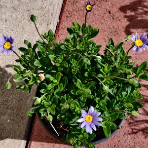 Blue Felicia Daisy Plant: San Gabriel Variety, 4&quot; Pot