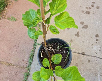 White Mulberry tree start plant