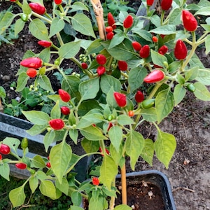 Pequin Pepper Plant with Chilies - Grown in USA - Non-GMO