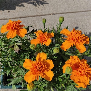 May include: A cluster of vibrant orange marigold flowers with ruffled petals and green serrated leaves. Several unopened flower buds are visible among the blooming blossoms, all contained within a dark green rectangular planter pot.