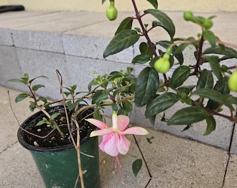 Fuchsia 'winston Churchill' | Hardy Fuchsia - Etsy