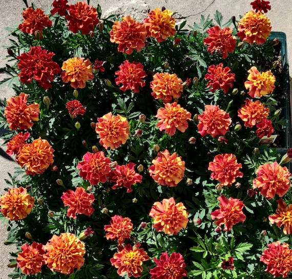 Strawberry blonde Marigold live Plant， orange color Marigold