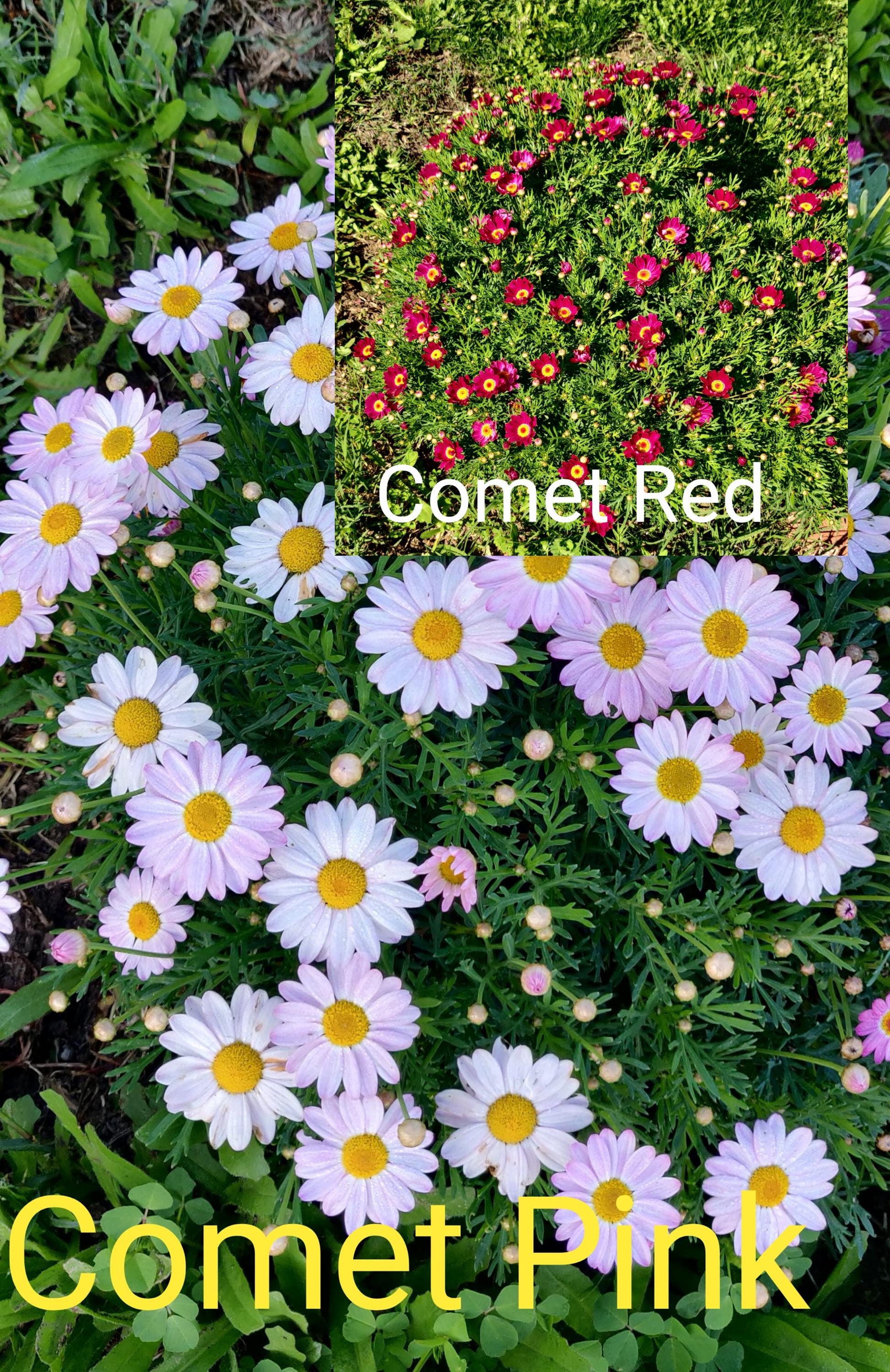 Marguerite Daisy Live Plant, Ships Without Pot - Etsy