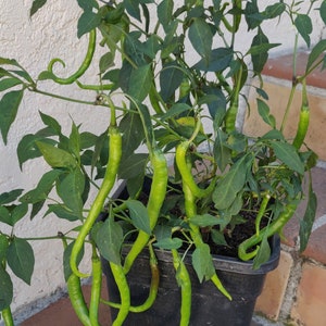 Sichuan ErJingTiao chili, ErJingTiao Hot Pepper, 35 Seeds, Grow in U.S. new Corp July 2025